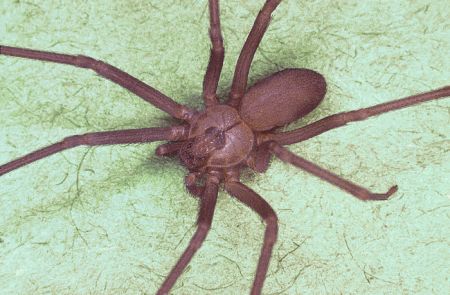 spider bite brown recluse spider bite pictures. rown recluse spider bite on